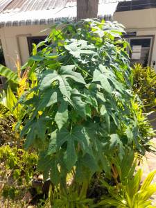 ต้นผักชูรส 10 กิ่ง คะน้าเม็กซิโก ยอดใช้ผัดลวกจิ้มกับน้ําพริก ปลูกง่ายโตไว ปลูกในกระถางเป็นไม้ประดับได้คะ