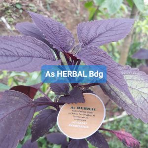 Daun jawer kotok daun iler segar 1 kg fresh-az