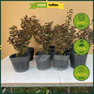 Cây Tường Vy Huyết Long - Cây Trồng Sân Vườn