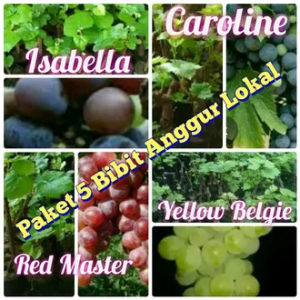 Promo 5 Bibit Buah Anggur Manis Lokal - Ukuran 30 cm