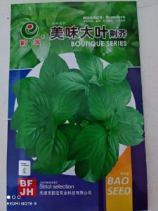 Large-leaf Schizonepeta Henan catnip four-season vegetable from Henan origin spring-sown cold-resistant variety