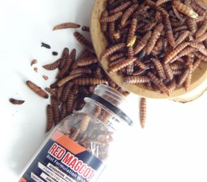 Kemasan botol Maggot BLUE/YELLOW/RED