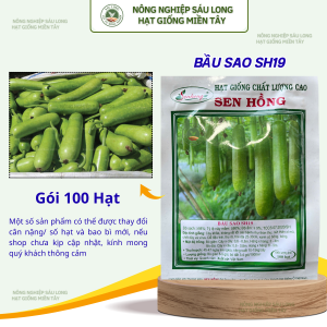 GÓI 100 HẠT BẦU SAO SH19 - HẠT GIỐNG SEN HỒNG -