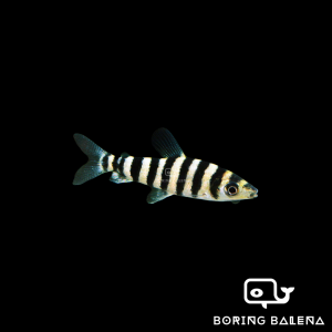 BRBN Leporinus Fasciatus - Banded Leporinus - Ikan Leporinus - Aquarium Freshwater Fish / Ikan Air Tawar