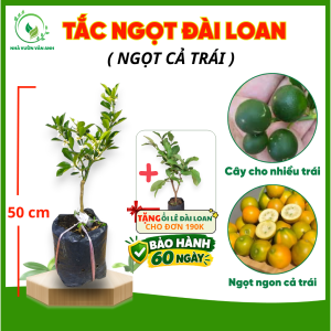 Cây Giống Tắc Ngọt Đài Loan (Có Sẵn Hoa) - Ngọt Cả Trái - Cây Trồng Chậu - Cây Giống Vân Anh