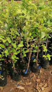 พุทรานมสด  กิ่งตอน ขนาด60 ซม