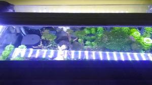 Kandila Lampu LED Aquarium 60cm RGB Original Terang Akuarium Aquascape Ikan Koi Louhan S600