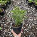 【 PROMO PAKET 4 POHON 】Tanaman Cabai Rawit Setan Pedas COD Tanaman Benih Sayur Pohon Sayuran Hidup Bibit pohon cabe rawit setan unggul besar yg sudah berbuah Tanaman cabe rawit hidup  siap tanam. 