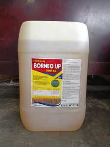 RACUN RUMPUT BORNEO UP 20L