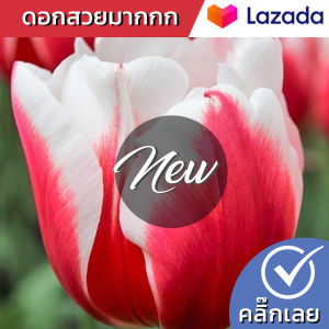 หัวทิวลิป Von Dutch ดอกสีแดงสลับขาว Wanthai ขายหัวลิลลี่ ว่านสี่ทิศ ทิวลิป ต้นไม้ฟอกอากาศ เมล็ดดอกไม้