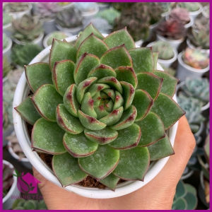 Sen đá Liên đài Viền Đỏsize Trung 8 cm cây khỏe già vượt size