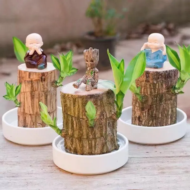 水培幸运大型巴西木格鲁特树人开花桌摆阳台盆栽绿植礼物款和尚 | Lazada