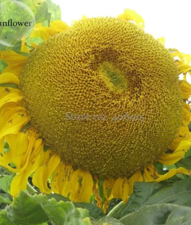 H%E1%BA%A1t%20gi%E1%BB%91ng%20hoa%20h%C6%B0%E1%BB%9Bng%20d%C6%B0%C6%A1ng%20kh%E1%BB%95ng%20l%E1%BB%93%20-%20g%C3%B3i%2030%20h%E1%BA%A1t%20-%20Image%206