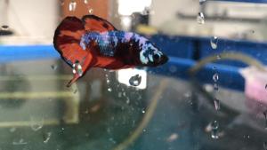 *RANDOM PICK* Multicolour Plakat Betta fish/ ikan laga S / S+ / M