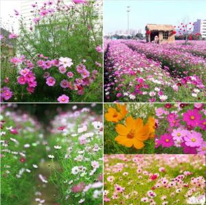 Hạt giống hoa cúc sao nháy mix màu - 1 gói 200 hạt