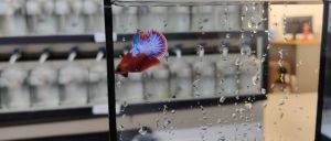 RANDOM PICK* HellBoy Junior S/S+/ M Betta fish/ikan laga