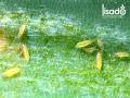 Nokorthom Gent - Thuốc diệt côn trùng hiệu quả  Thay thế Regent (Rầy, Nhện, Bọ trĩ, Kiến, Gián, Mối, bọ chét, ve chó).. 
