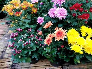 BUNGA KRISAN ASTER (3 POHON + NUTRISI + CARA PERAWATAN) Tanaman Hidup Dekorasi Taman & Rumah