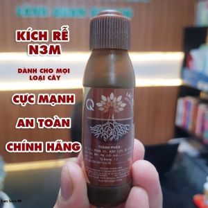 Gốc hồng leo Pháp ( tùy chọn màu - sống 100% ) - Hoa đẹp bông to nở nhiều
