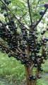 ต้นองุ่นบราซิล JABOTICABA MYRCIARIA CAULIFLORA ต้นโต สูง 50-70 เซนติเมตร แข็งแรง ดูแลง่าย 1-2 ปีติดผล. 