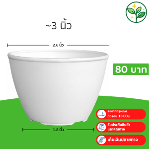 กระถาง กระถางต้นไม้ แคคตัส 2.5 นิ้ว สีขาว 50 ใบ ชิ้น อัน