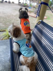 เสื้อหมา เสื้อแมว เสื้อกล้าม ลายโค้ก เป๊ปซี่ แฟนต้า เสื้อสำหรับสัตว์เลี้ยง แกสบี้ กระต่าย ใส่ได้สบาย มีเบอร์ 0-12