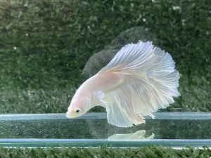 ปลากัด ฮาฟมูน สีขาวแพลทตินั่ม ตัวผู้ อายุ 4เดือน