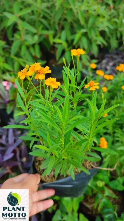 Tarragon Herbal Plant with FREE white plastic pot, pebbles and garden