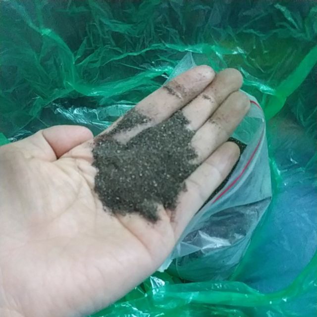 H%E1%BA%A1t%20Gi%E1%BB%91ng%20C%C3%A2y%20Nh%C3%A2n%20Tr%E1%BA%A7n%20-%20(%20c%C3%A2y%20d%C6%B0%E1%BB%A3c%20li%E1%BB%87u)%20-%20G%C3%B3i%20200%20h%E1%BA%A1t%20-%20Image%208