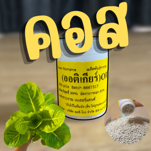 เมล็ดเคลือบ [1000 เมล็ด] เมล็ดชนิดเคลือบผักสลัด ENZA ZADEN อัตราการงอกสูง