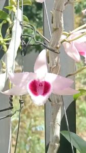 Cây giống Lan Giả Hạc Lưỡi Nhung