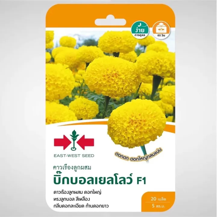 เมล็ดพันธุ์ดาวเรือง ศรแดง บิ๊กบอลเยลโลว์ ดอกใหญ่สีเหลือง