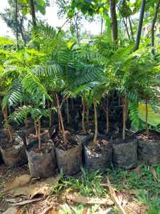 Bibit Tanaman Pete Petai Okulasi Petai Sayur Siap Tanam