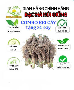 giá sỉ 100 củ bạc hà núi giống trồng công trình
