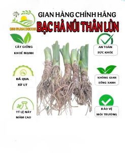 combo 5 cây bạc hà núi thân lùn giống