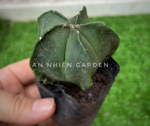 XƯƠNG RỒNG KHẾ XANH SIZE 5-7cm- xuất xứ Đà Lạt khoẻ đẹpLỖI 1 ĐỔI 1