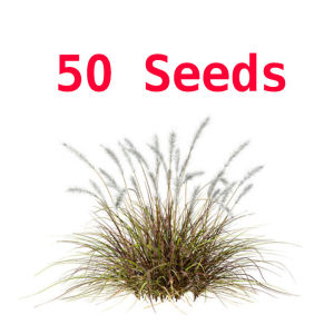 Green House® - Ornamental Fountain Grass Red Seeds (50 Seed) incl. Instruction for planting - Rubrum Plant
