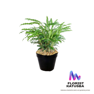 tanaman hias daun calathea rupibarba green