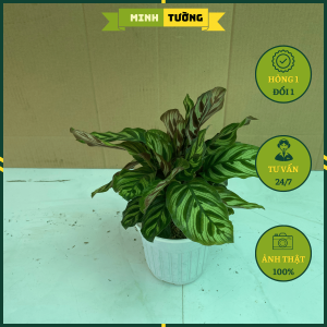 Cây Đuôi Công Sọc - Cây Cảnh Văn Phòng