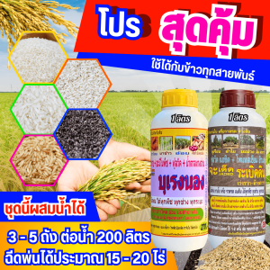 บุเรงนอง คู่ ระเบิดดิน สุดคุ้ม กระตุกรวงใหญ่ กระชากรวงยาว เมล็ดข้าวเต่งโต น้ำหนักดี