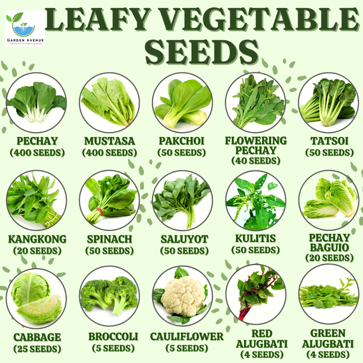LEAFY VEGETABLE SEEDS! (Pechay, Mustasa, Pakchoi, Pechay Baguio