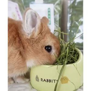 PremiumWheatgrass/Timothy/Alfafa/Oat/Orchardhay500grabbitchinchillaguineapigfoodfeedTimothyHay