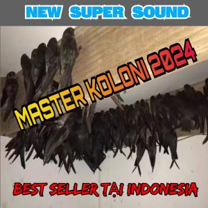 ÂM THANH NHÀ YẾN - TRỌN BỘ MASTER KOLONI 2024 - Hiệu quả cao cho nhà nuôi chim yến