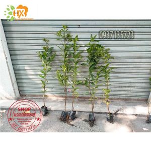 cây vối cây giống -combo 5 cây
