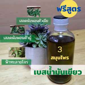 เบสน้ํามันเขียวสูตร 3 สมุนไพรแท้เกรด A ขนาด 100 ml. แถมสูตรฟรี น้ํามันนวด น้ํามันมวย และะอื่นๆ