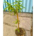 Bibit Pohon Bambu Kuning Mini Murah. 