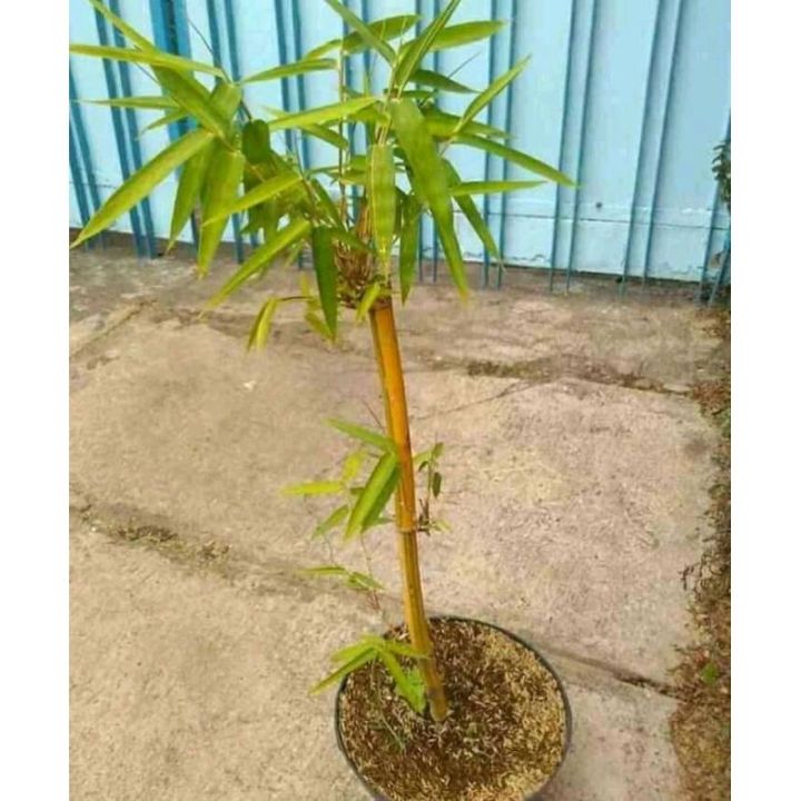 Bibit%20Pohon%20Bambu%20Kuning%20Mini%20Murah%20-%20Image%204