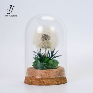 【Local Seller】Dandelion Preserved Flower Glass Dome Romantic Luxury Gift for Birthday Anniversary & Home Décor