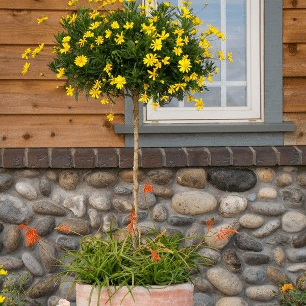 "G%C3%B3i%2050%20H%E1%BA%A1t%20"%20H%E1%BA%A1t%20gi%E1%BB%91ng%20hoa%20c%C3%BAc%20th%C3%A2n%20g%E1%BB%97%20-%20c%C3%BAc%20tr%C6%B0%E1%BB%9Dng%20th%E1%BB%8D%20-%20Image%207