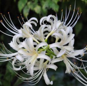 3 củ giống hoa bỉ ngạn hoa màu trắng